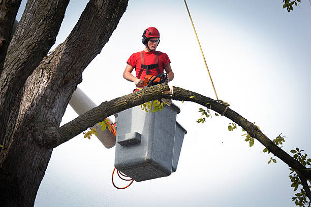 Trusted Foster Brook, PA  Tree Services Experts