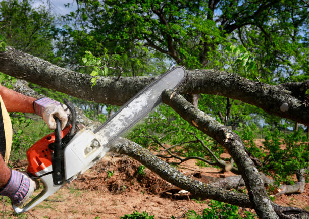 Organic Lawn Care Solutions in Foster Brook, PA